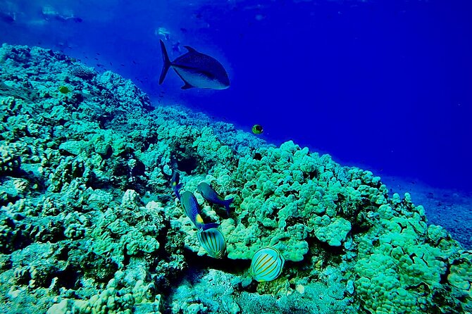 Marine Biologist Guided Snorkel Tour From Shore With Photos - Tour Highlights