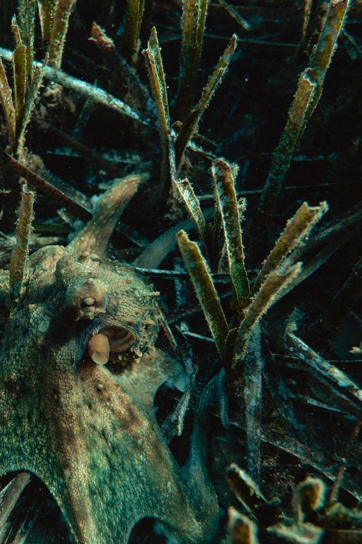 Marine Biology & Snorkelling Experience in the Cinque Terre - Equipment and Requirements