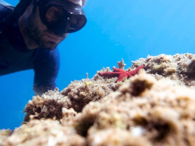 Marine Biology & Snorkelling Experience in the Cinque Terre - Meeting Point and Accessibility