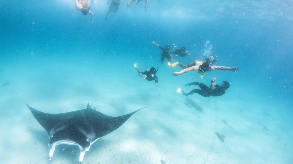Marine Eco Safari - Swim With Manta Rays - Key Points