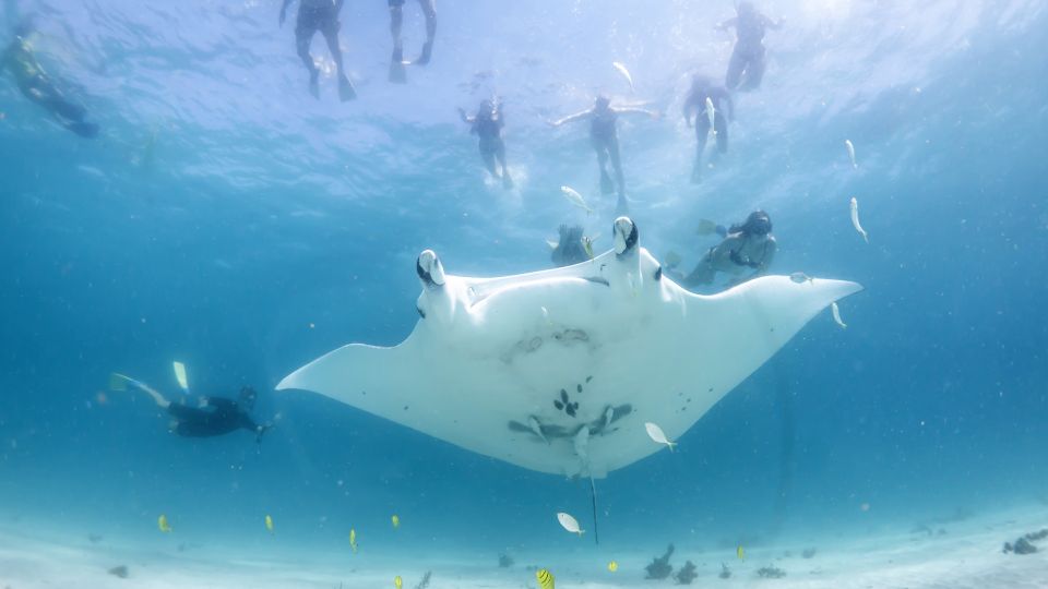 Marine Eco Safari - Swim With Manta Rays - Tour Description