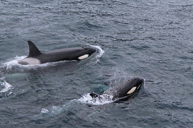 Marine Ecology Tour in La Paz Mexico - The Sum Up: A Genuine Marine Encounter in Baja