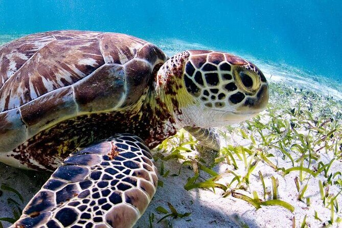 Marine Park - Private Boat charter with LOCAL Captain/ Guide - Discover Bonaire from the Water: A Private Boat Tour with a Local Captain