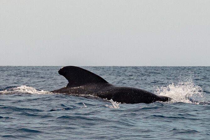 Marine Safari in La Ventana - FAQ