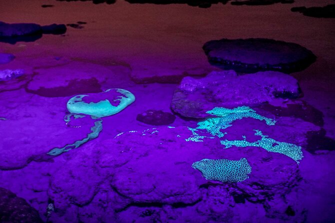 Marine Trail - Mangrove Ecosystem Exploration