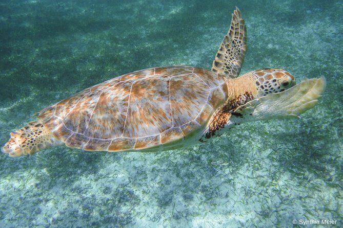 Marine Turtle Snorkeling Private Tour - Authentic Experiences and Traveler Insights