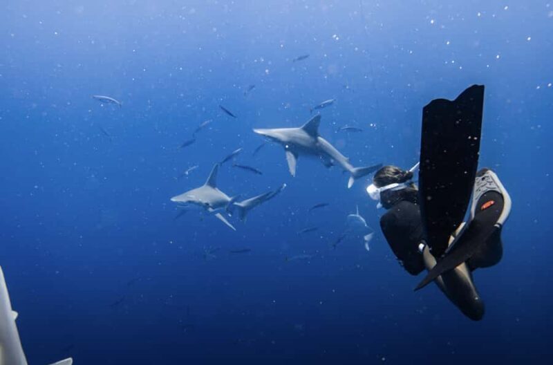 Marine Wildlife Snorkel Tour: SeaTiger Shipwreck & Sharks - An Honest Look at the Marine Wildlife Snorkel Tour: SeaTiger Shipwreck & Sharks