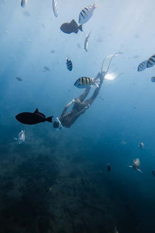 Marine Wildlife Snorkel Tour: SeaTiger Shipwreck & Sharks - The Experience at the Sea Tiger Shipwreck