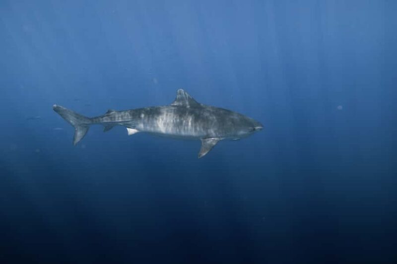 Marine Wildlife Snorkel Tour: SeaTiger Shipwreck & Sharks - Is It Worth the Price?