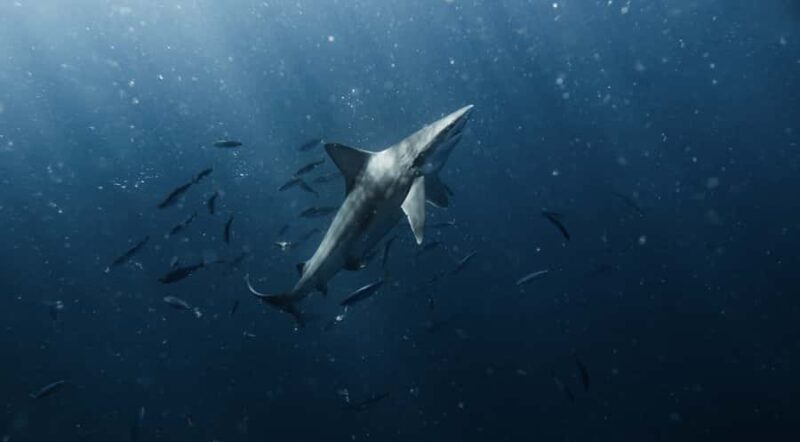 Marine Wildlife Snorkel Tour: SeaTiger Shipwreck & Sharks - Authenticity and Atmosphere