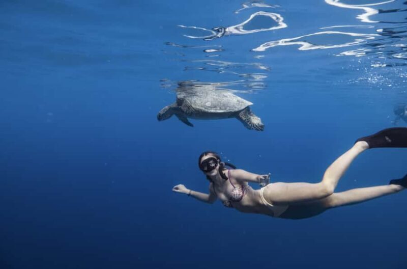 Marine Wildlife Snorkel Tour: SeaTiger Shipwreck & Sharks - Practical Tips for Travelers