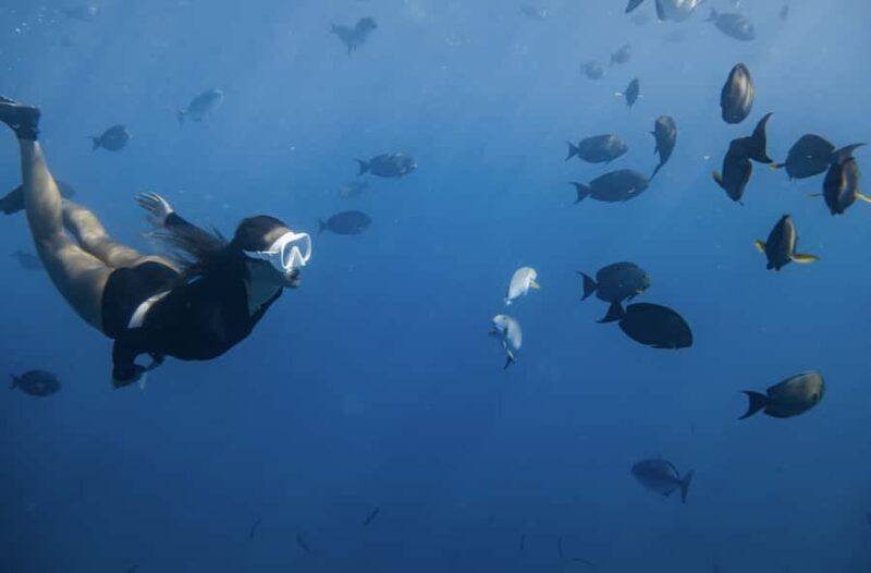 Marine Wildlife Snorkel Tour: SeaTiger Shipwreck & Sharks - Final Thoughts: Who Will Love This Tour?