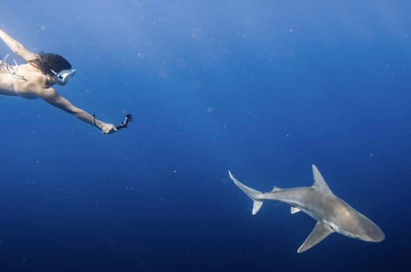 Marine Wildlife Snorkel Tour: SeaTiger Shipwreck & Sharks - FAQs