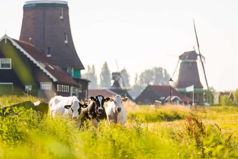 Marken, Volendam, and Edam Full-Day Tour from Amsterdam - An In-Depth Look at the North Holland Experience
