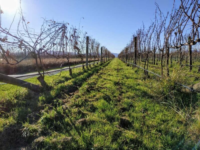 Marlborough: Blenheim Wine Tour; Afternoon of Wine only - Authentic Experiences From Reviews