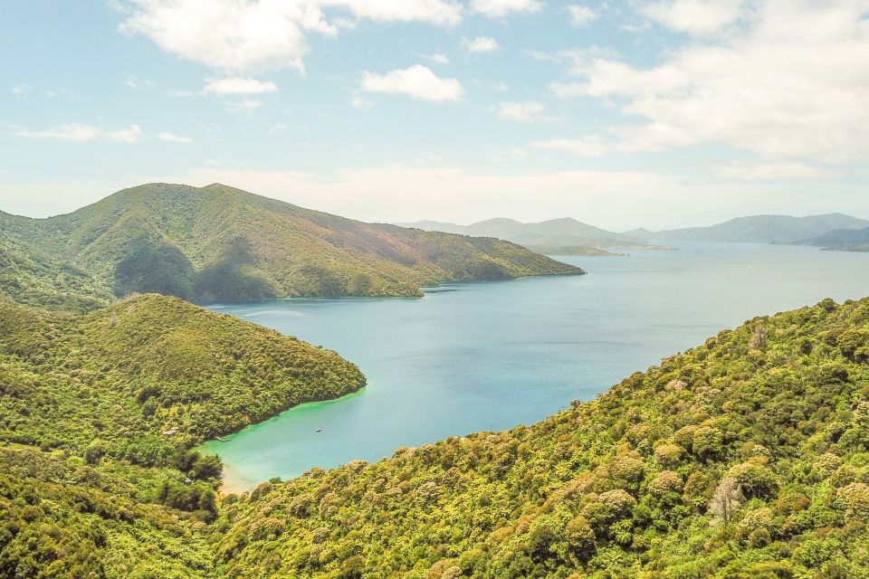 Marlborough Sounds and Ship Cove Cruise From Picton - Live Commentary and Marine Sightings
