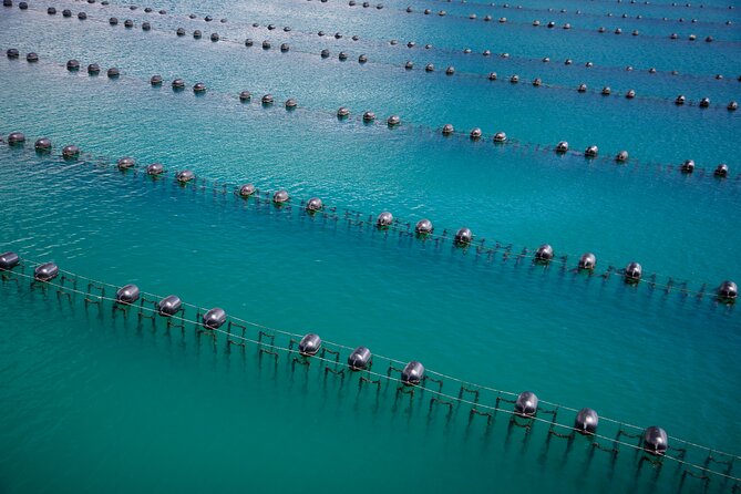 Marlborough Sounds Greenshell Mussel Tasting Cruise - Booking Information