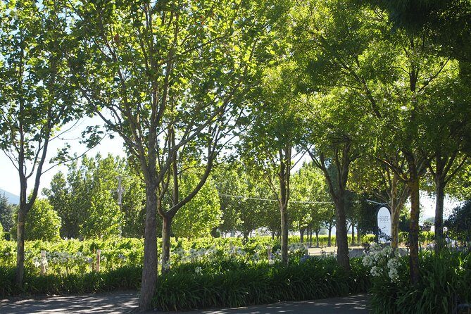 Marlborough Wine Region Tour from the Port of Picton - Authentic Experiences That Stand Out