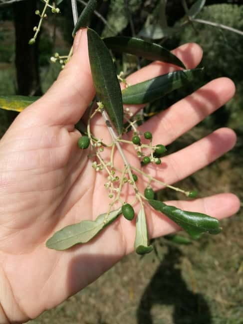 Marliana: Tuscan Olive Oil Tour with Dinner - An Authentic Taste of Tuscany: The Itinerary