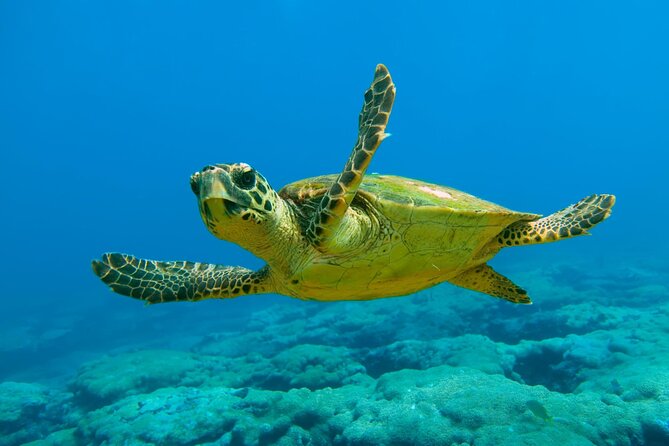 Marmaris and Icmeler Dalyan Turtle Beach Tours - Pickup and Start Time