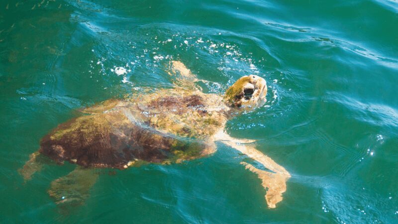 Marmaris: Dalyan, Turtle Beach, and Kizilkum Bay Boat Tour - Frequently Asked Questions
