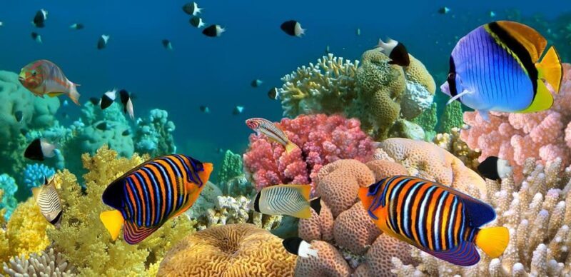 Marmaris: Scuba Diving with a Qualified Instructor - The Sum Up