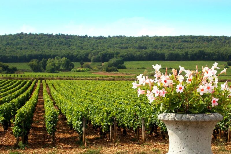 Marne: Champagne Region Private Day Tour With Lunch - Experiences Included