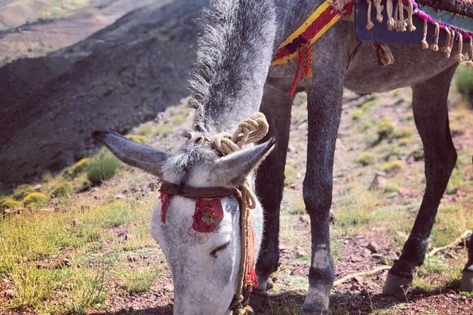 Marrakech: 2-Day Atlas Mountains Trek With Village Stay - Day 2 Adventures