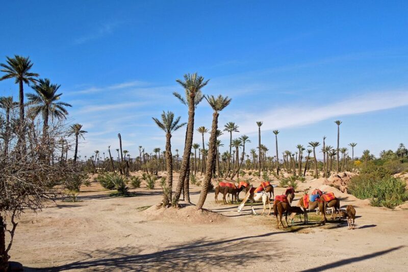 Marrakech: 2-Hour Quad Bike & Camel Ride in Palmeraie - Itinerary and Logistics