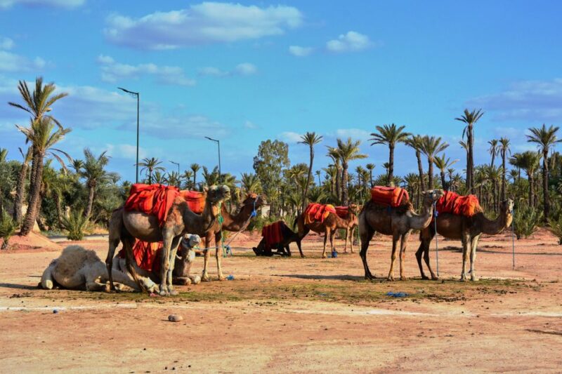 Marrakech: 2-Hour Quad Bike & Camel Ride in Palmeraie - Frequently Asked Questions