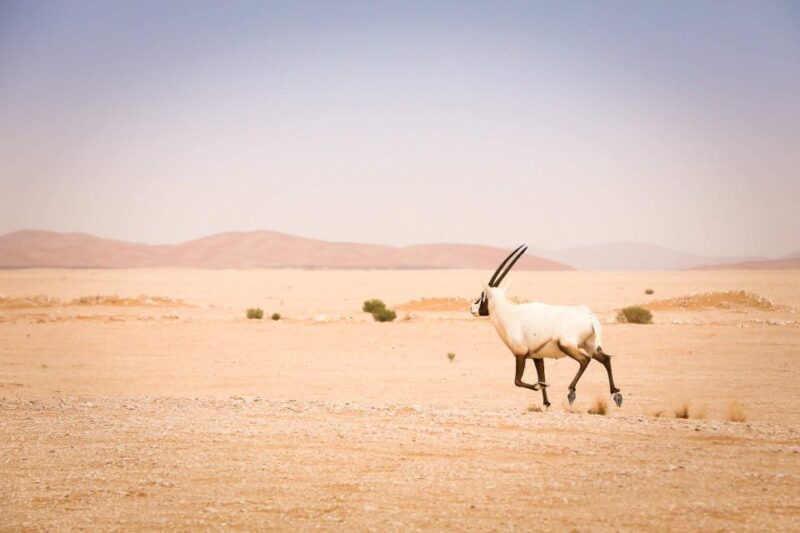 Marrakech: 3-Days Merzouga Instagramable Tour - Picturesque Dades Valley Overnight