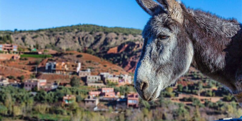 Marrakech: Agafay Desert, Camel Ride, and Berber Villages - Lunch in a Berber House