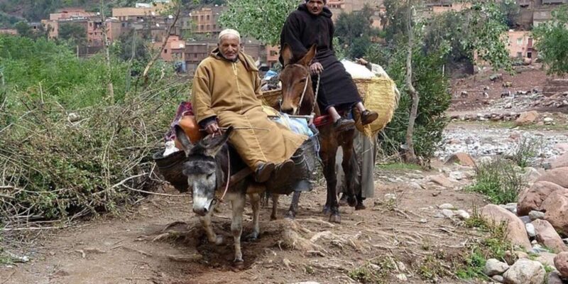 Marrakech: Atlas Mountains Family Day Trip With Mule Ride - Indulging in Traditional Moroccan Cuisine