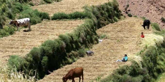 Marrakech: Atlas Mountains Family Day Trip With Mule Ride - Admiring the Majestic Atlas Peaks