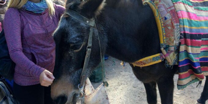 Marrakech: Atlas Mountains Family Day Trip With Mule Ride - Frequently Asked Questions