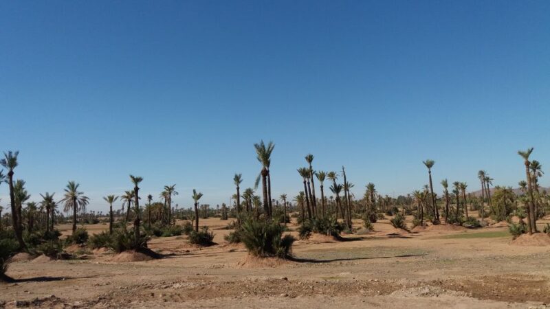 Marrakech: Buggy Experience at Palmeraie With Hotel Pickup - Transportation to the Palmeraie