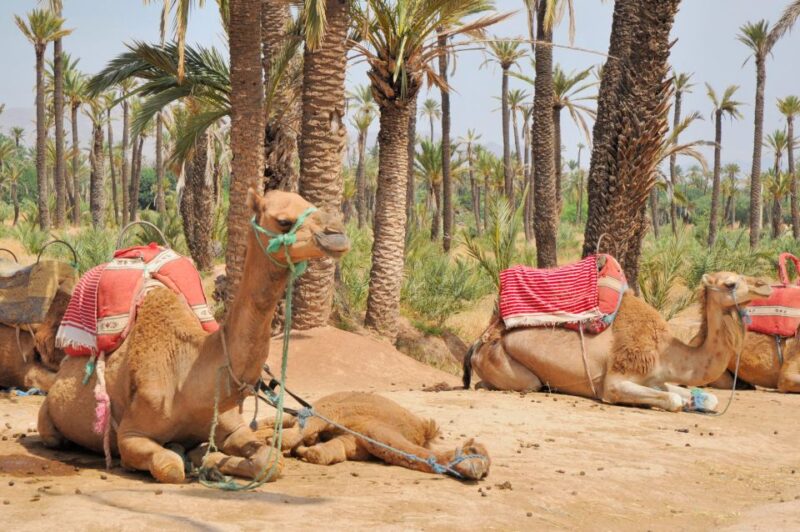 Marrakech Day-Trip With Camel Ride From Casablana - Customer Reviews and Feedback