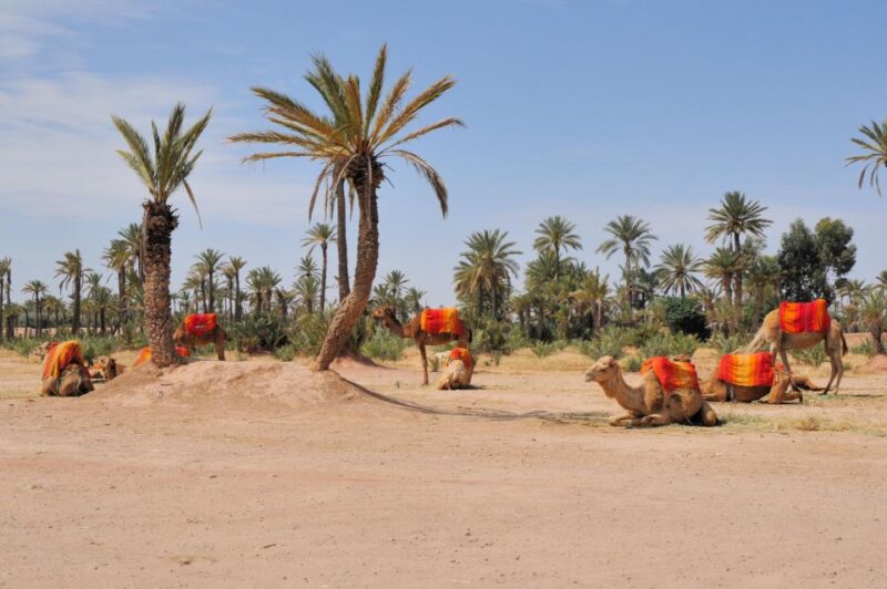 Marrakech Day-Trip With Camel Ride From Casablana - Transportation and Convenience