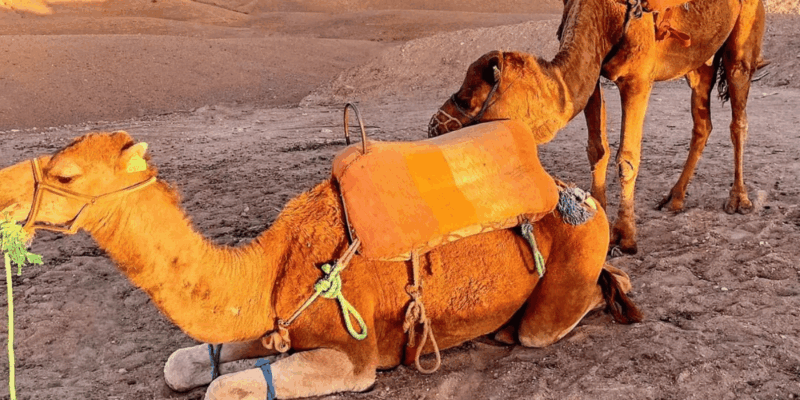 Marrakech: Elegance in Agafay-Pool,Dinner Show,Private Car - Accessibility and Languages