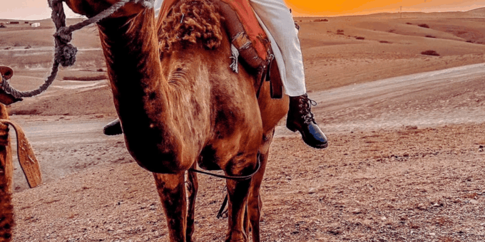Marrakech: Elegance in Agafay-Pool,Dinner Show,Private Car - Pricing and Booking Details