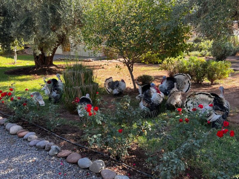 Marrakech : Experience Classes, Cooking, Pottery and Mosaic - Pottery Art Class Details