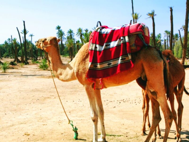 Marrakech: Half-day Dunes Trip With Buggy and Camel Ride - Exploring Berber Culture