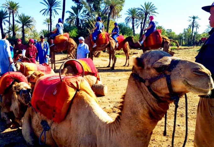 Marrakech: Half-Day Tour With Buggy Ride, Camel Ride and Spa - Customer Reviews and Ratings
