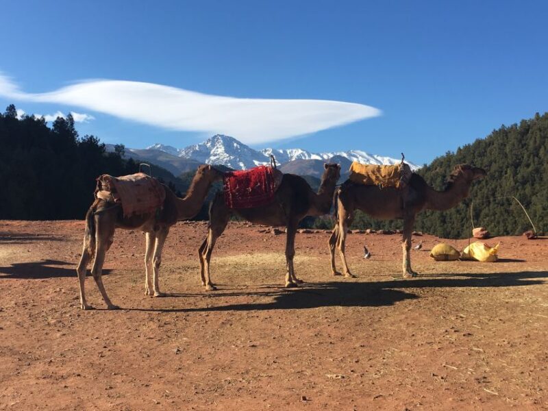 Marrakech: Half-Day Trip to the Atlas Mountains - Indulge in Berber Breakfast