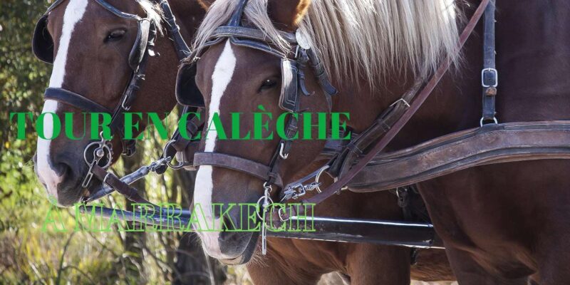 Marrakech: Majorelle & Menara Gardens Tour by Carriage Ride - Experience the Luxurious Carriage Ride