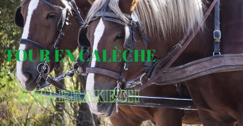 Marrakech: Majorelle & Menara Gardens Tour by Carriage Ride - Exploring the Majorelle Gardens Charm