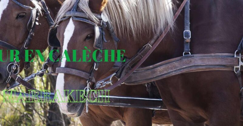 Marrakech: Majorelle & Menara Gardens Tour & Carriage Ride - Carriage Ride Through Ancient Streets