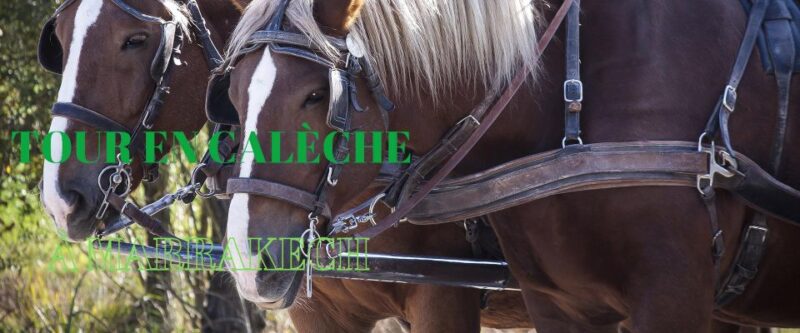 Marrakech: Majorelle & Menara Gardens Tour & Carriage Ride - Exploring Majorelle Garden