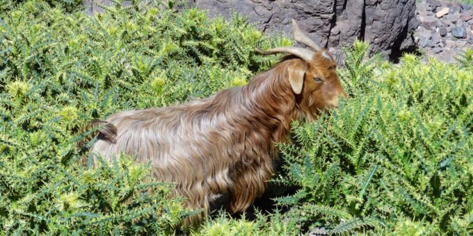 Marrakech: Mount Toubkal 2-Day Trek From Marrakech - Reaching the Toubkal Summit