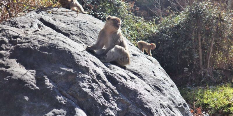 Marrakech Ourika Valley Waterfall Guided Tour and Lunch - Good To Know